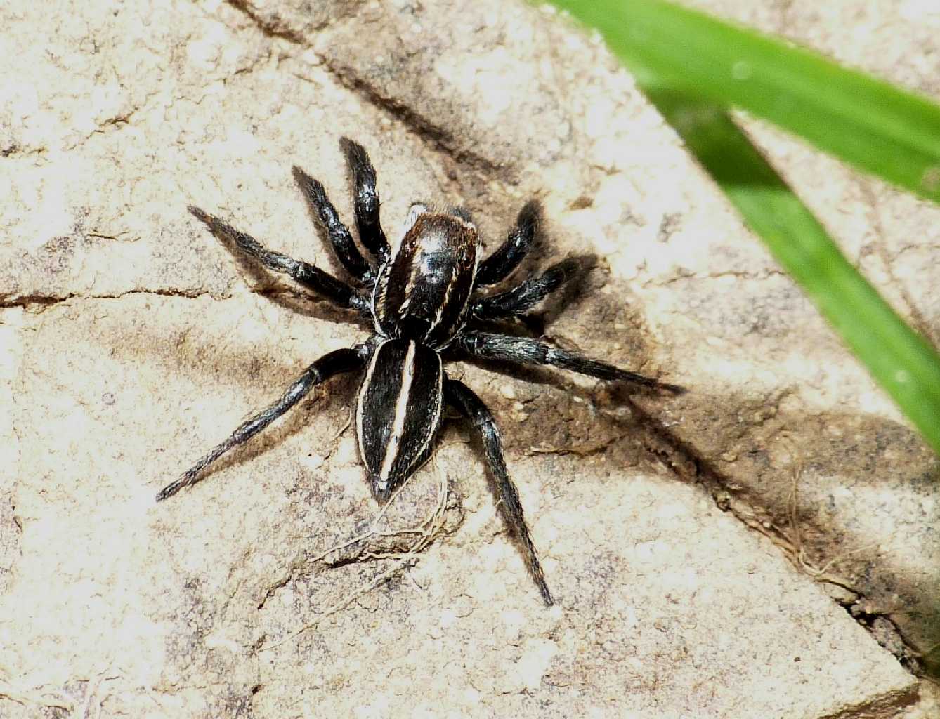 Maschio di Phlegra bresnieri - Tolfa (RM)